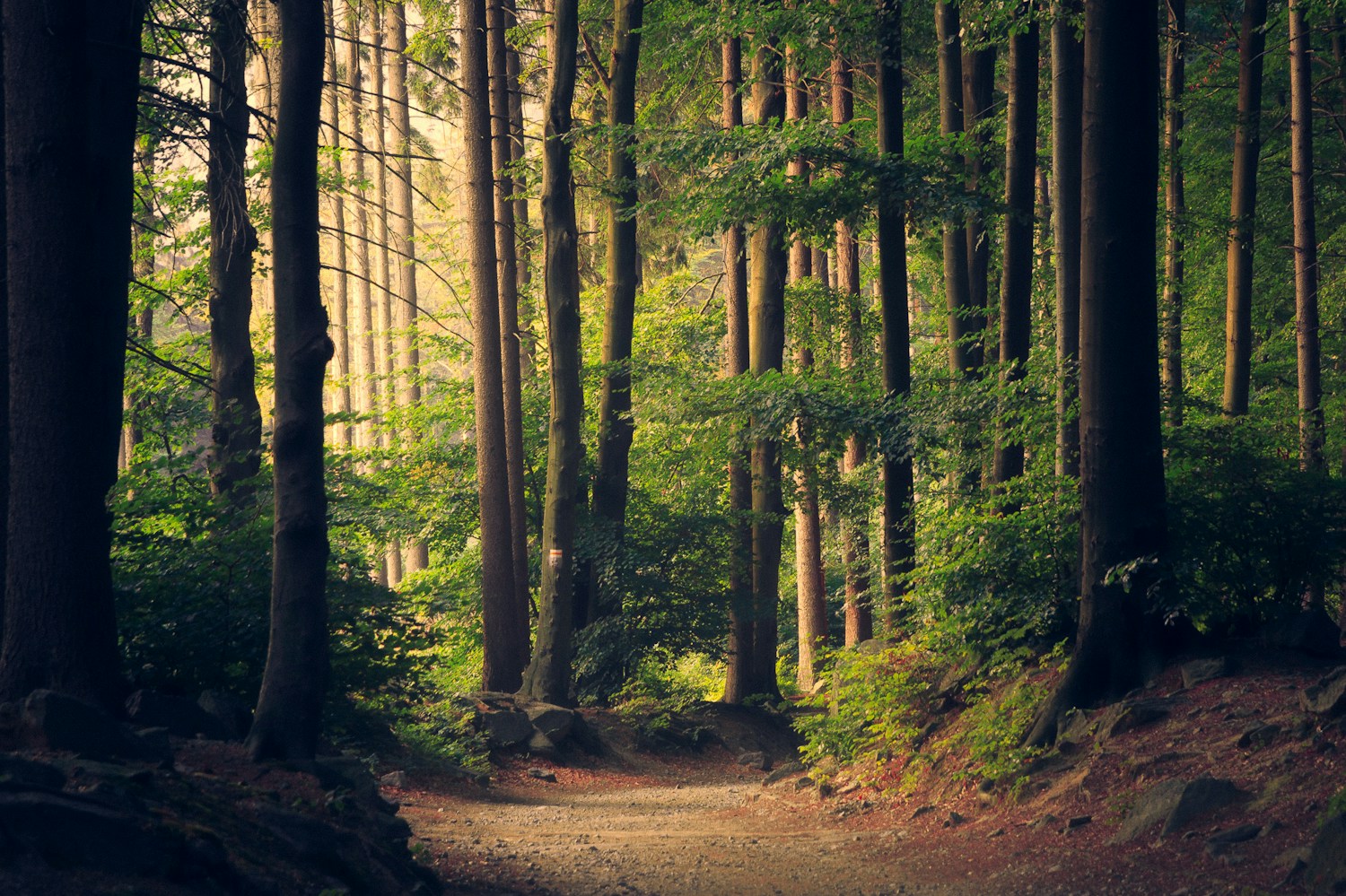 A quiet path between tall forest trees